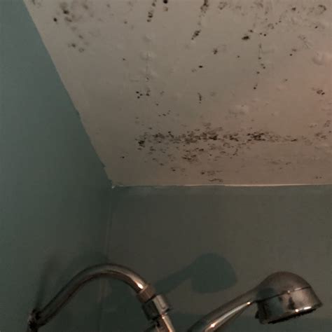 Moldy drywall. Things To Know About Moldy drywall. 
